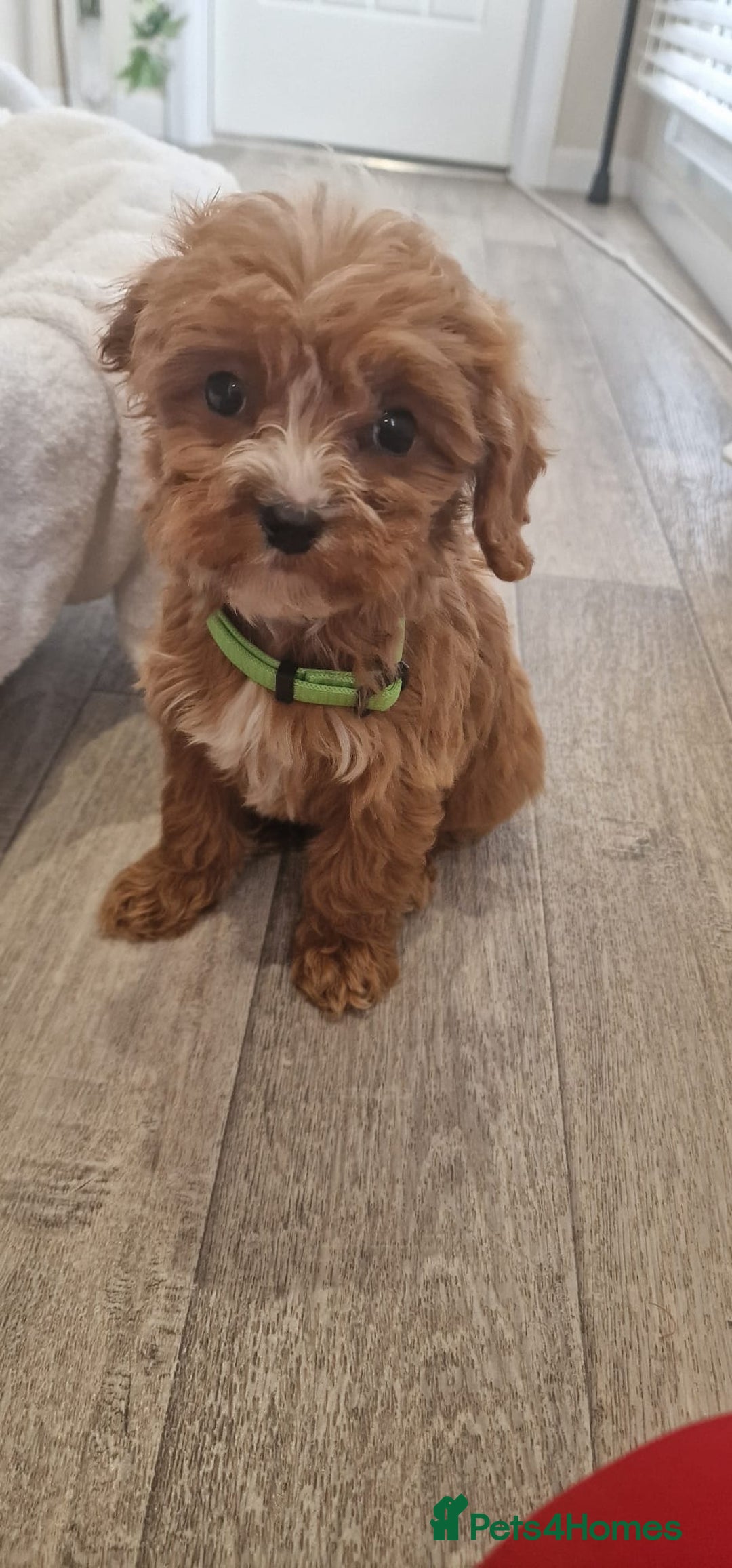 Cavapoo dogs for sale: Beautiful cavapoo fur babies  - Image 11