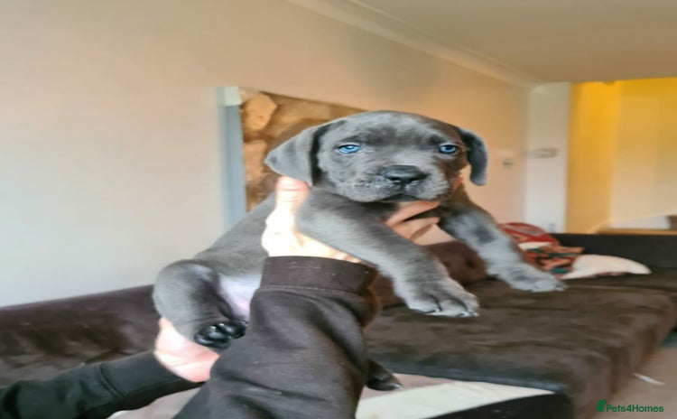 Cane Corso dogs WORLD CLASS CANE CORSO PUPPIES! - Advert 1