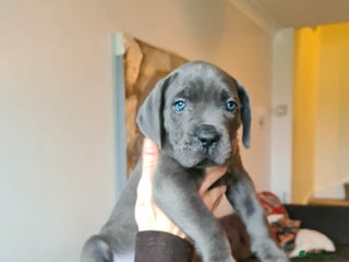 Cane Corso dogs for sale: WORLD CLASS CANE CORSO PUPPIES! 2 Males 4 Females. - Advert 1