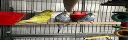Mixed Breed birds for sale: Female budgies, Love birds and diamond dove in Scunthorpe - Advert 4