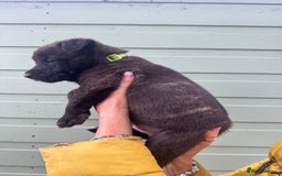 Mixed Breed dogs for sale: Stunning bullherder pups  - Image 10
