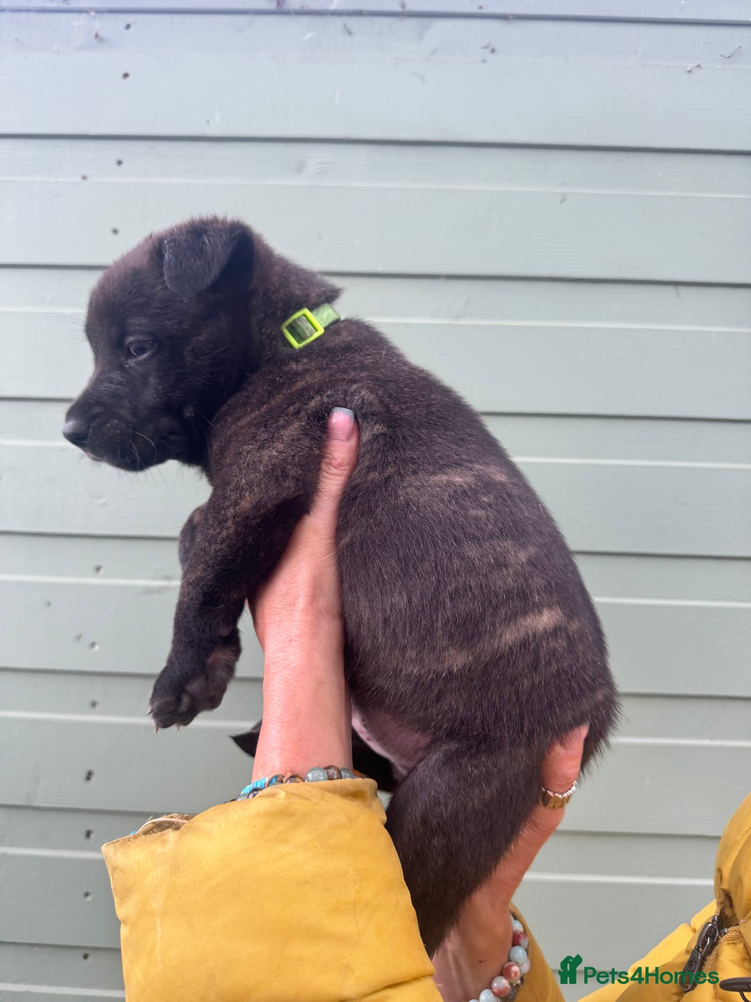 Mixed Breed dogs for sale: Stunning bullherder pups  - Image 10
