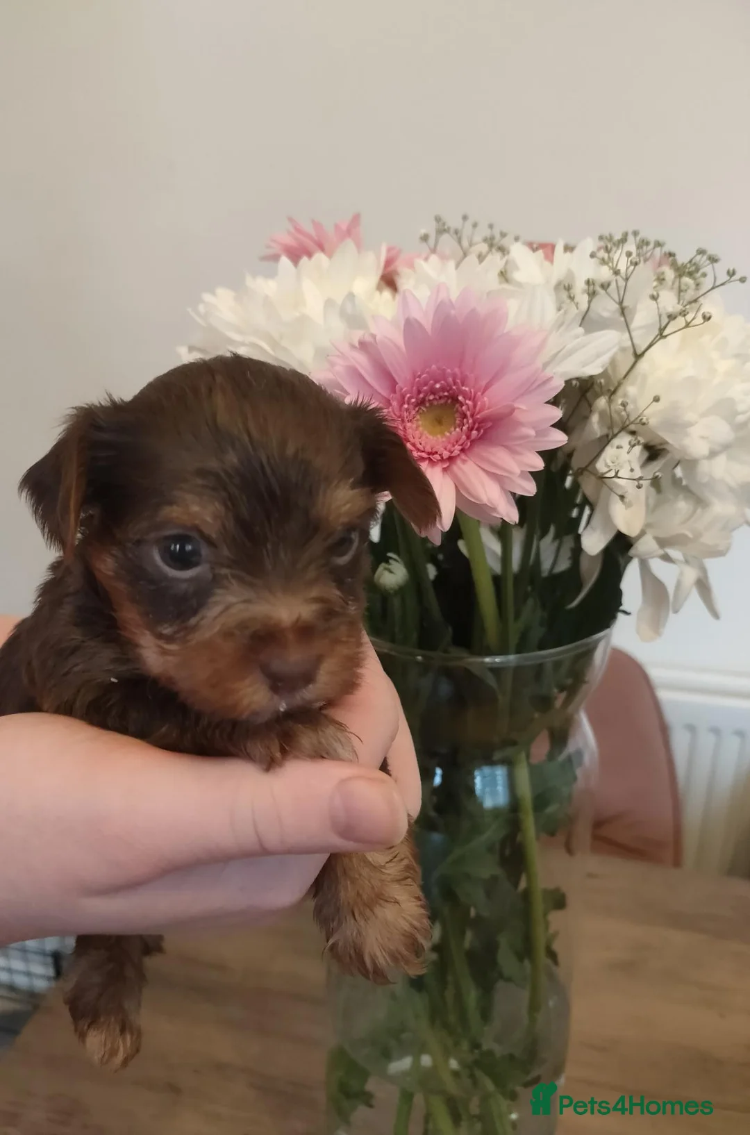 Yorkshire Terrier dogs for sale: Miniature Yorkie  in Nottingham - Advert 2
