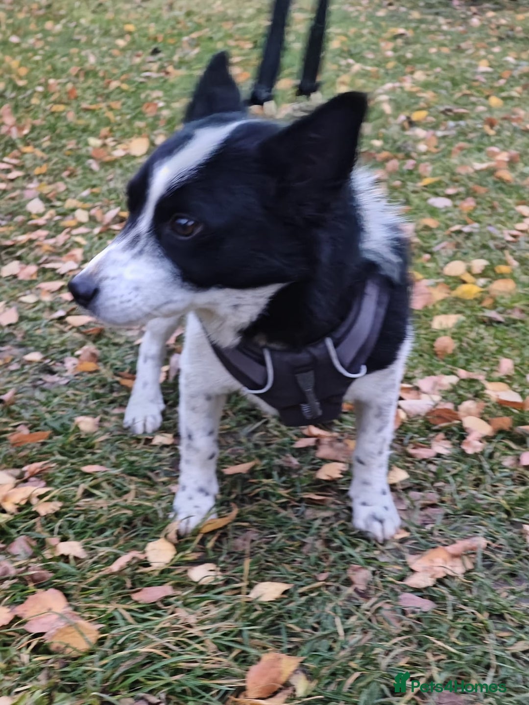 Mixed Breed dogs for adoption: 💙🐶Bobby -3 yo small boy with spirit of lion💙🐶 - Advert 3