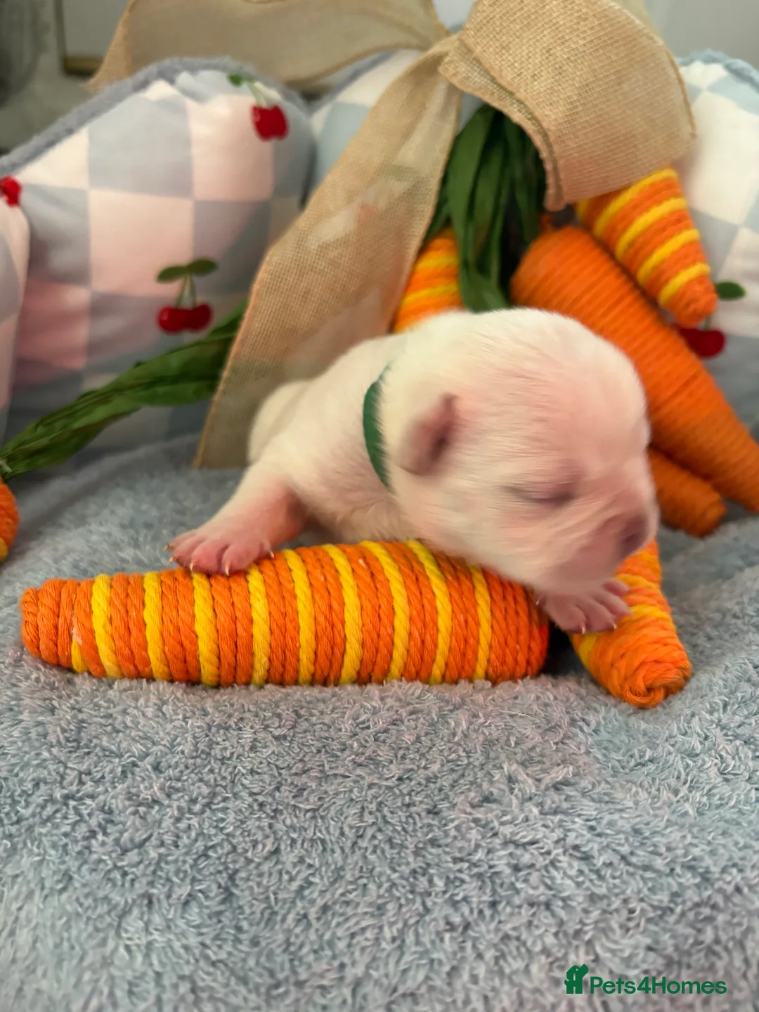 French Bulldog dogs for sale: Kc registered French bulldog puppies - Advert 11