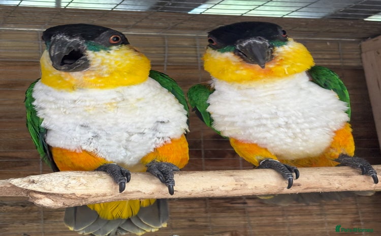 Parrots birds - Advert 1