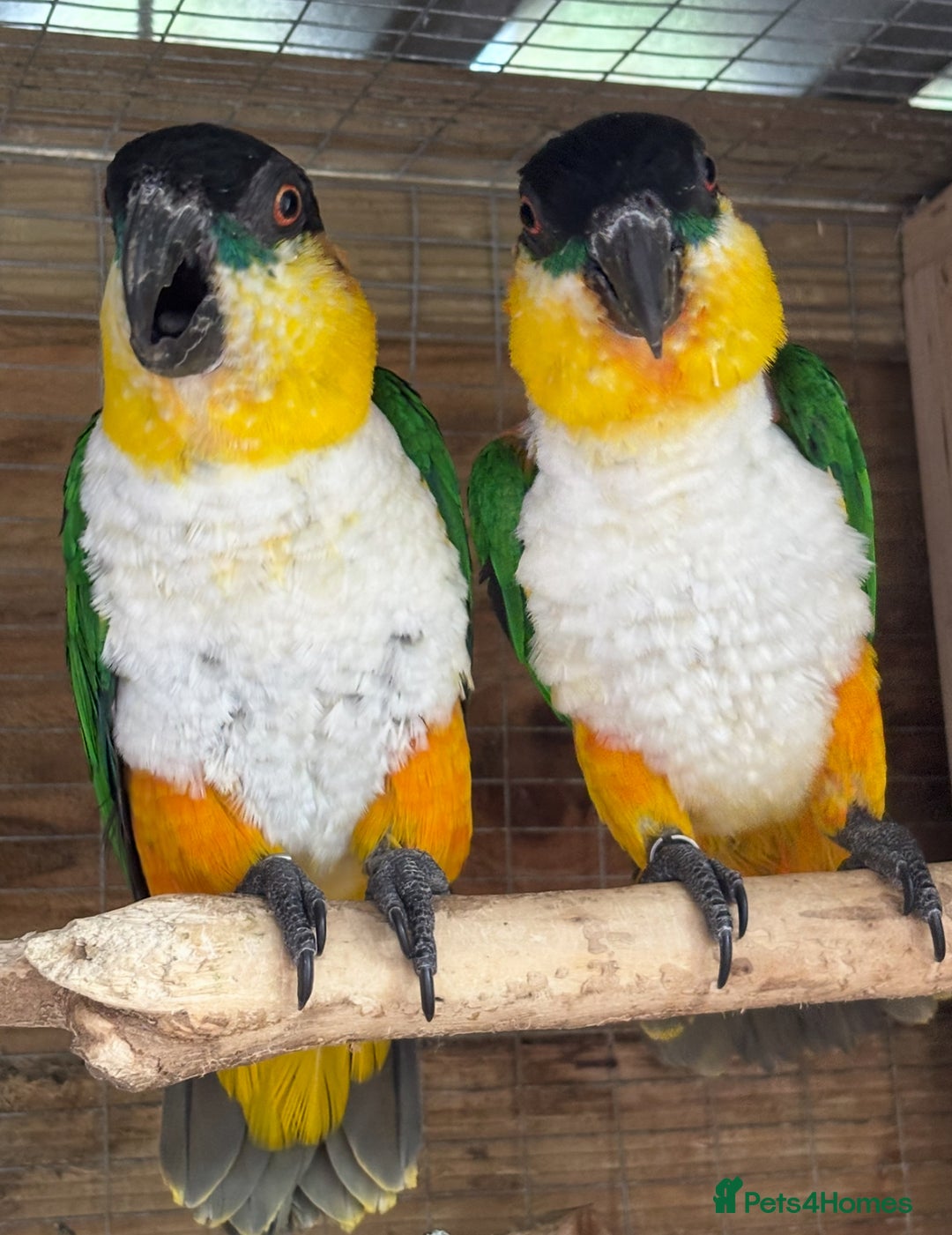Parrots birds for sale: Proven Pair of Caiques - Image 1