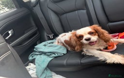 Cavalier King Charles Spaniel dogs for sale: Beautiful Kc Cavalier king charles  - Image 6