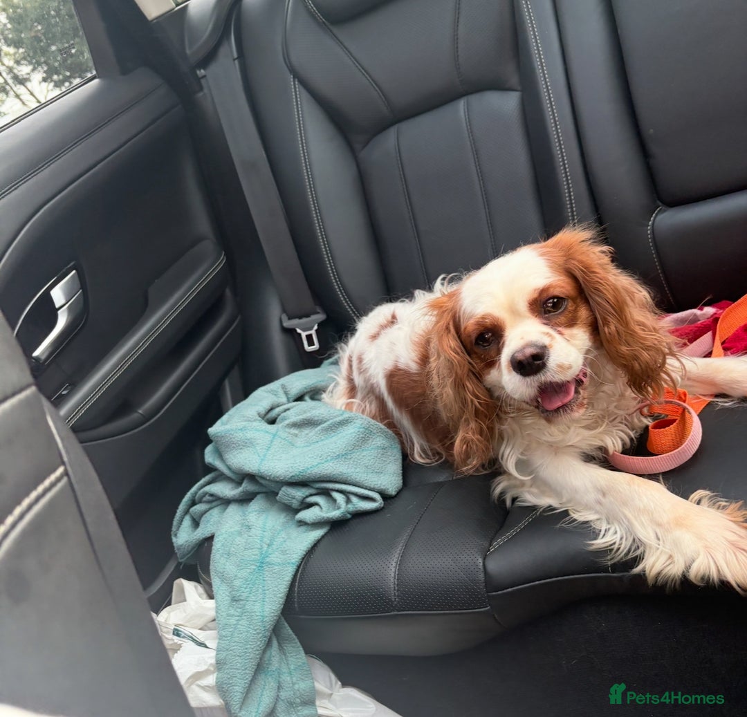 Cavalier King Charles Spaniel dogs for sale: Beautiful Kc Cavalier king charles  - Image 6