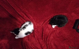 British Shorthair cats for sale: Kittens for sale  - Advert 4