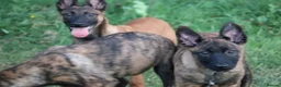 Belgian Shepherd Dog dogs for sale: Pups from world champion CHANCE - Advert 30