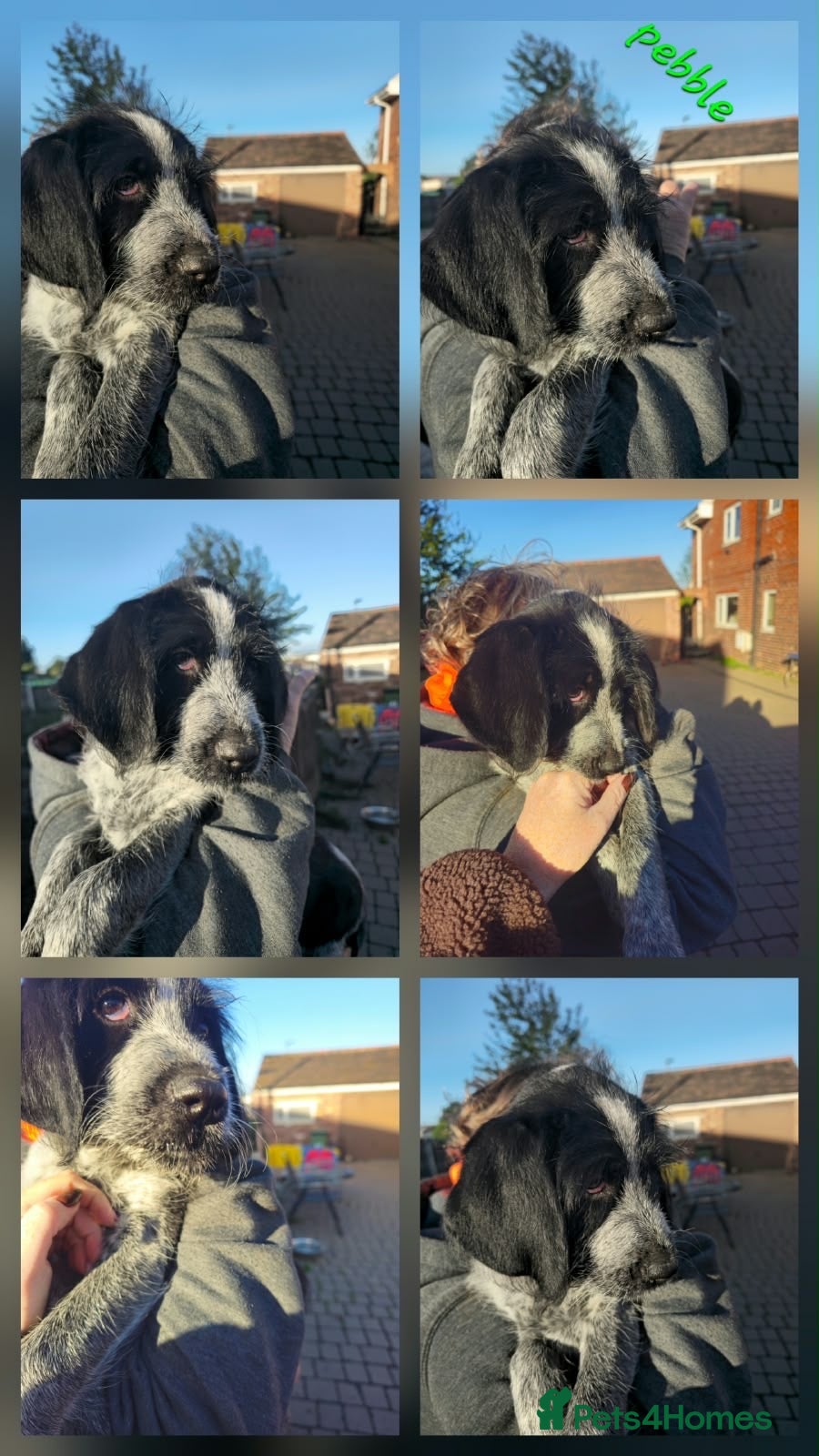 Mixed Breed dogs Sprocker - Advert 2