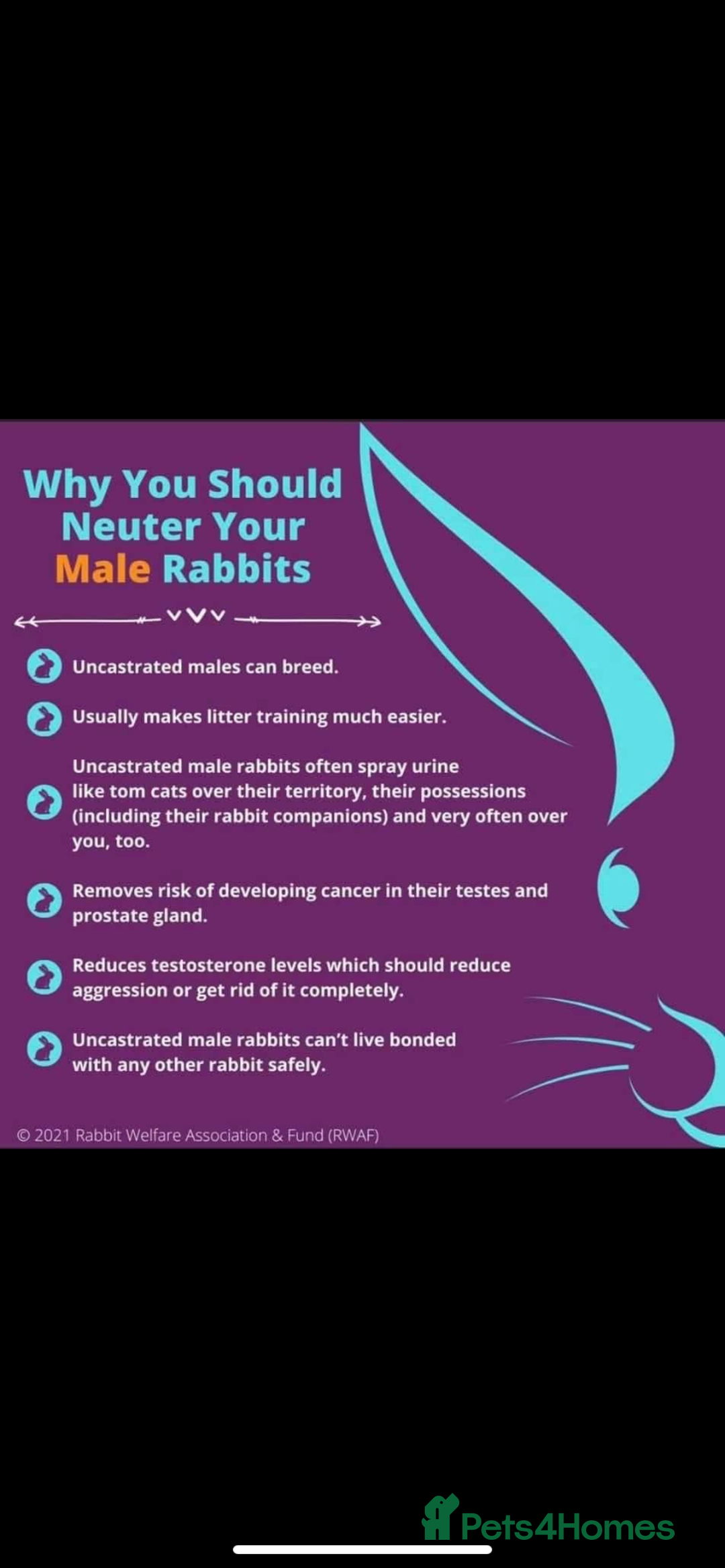 Mini Lop rabbits for sale:  Beautiful mini lop babies - Advert 12