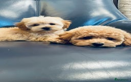 Maltipoo dogs for sale: Stuning Maltipoo Puppies Ready To Go - Image 6