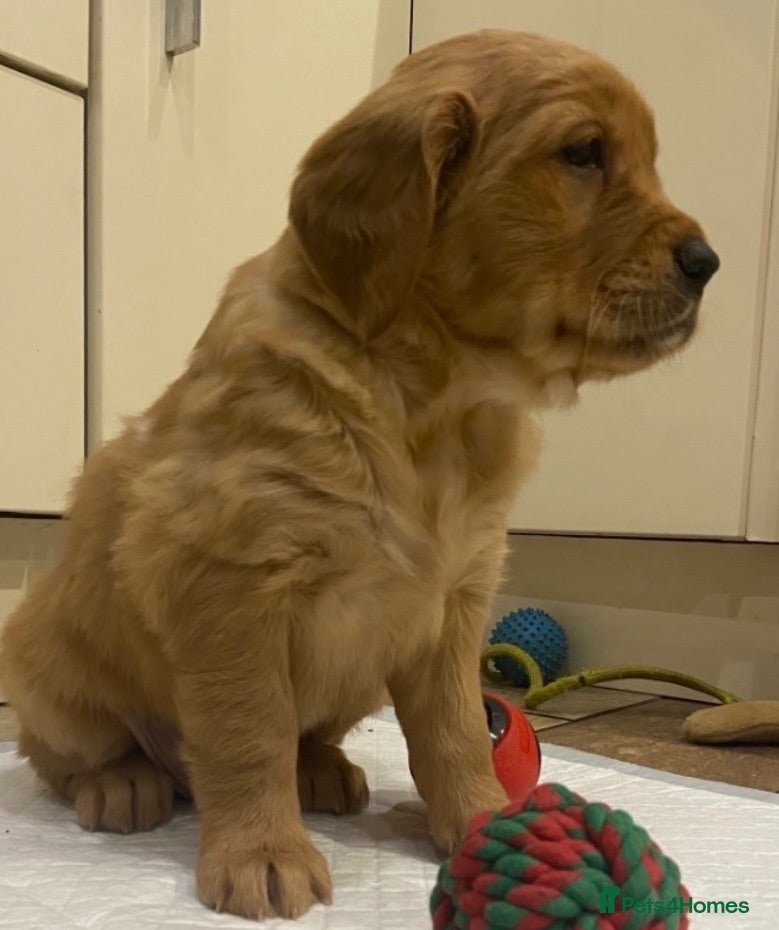 Golden Retriever dogs Gorgeous red golden retriever puppies  - Advert 1