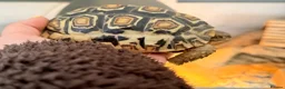 Tortoise reptiles for sale: Two Leopard Tortoise with setup - Advert 3