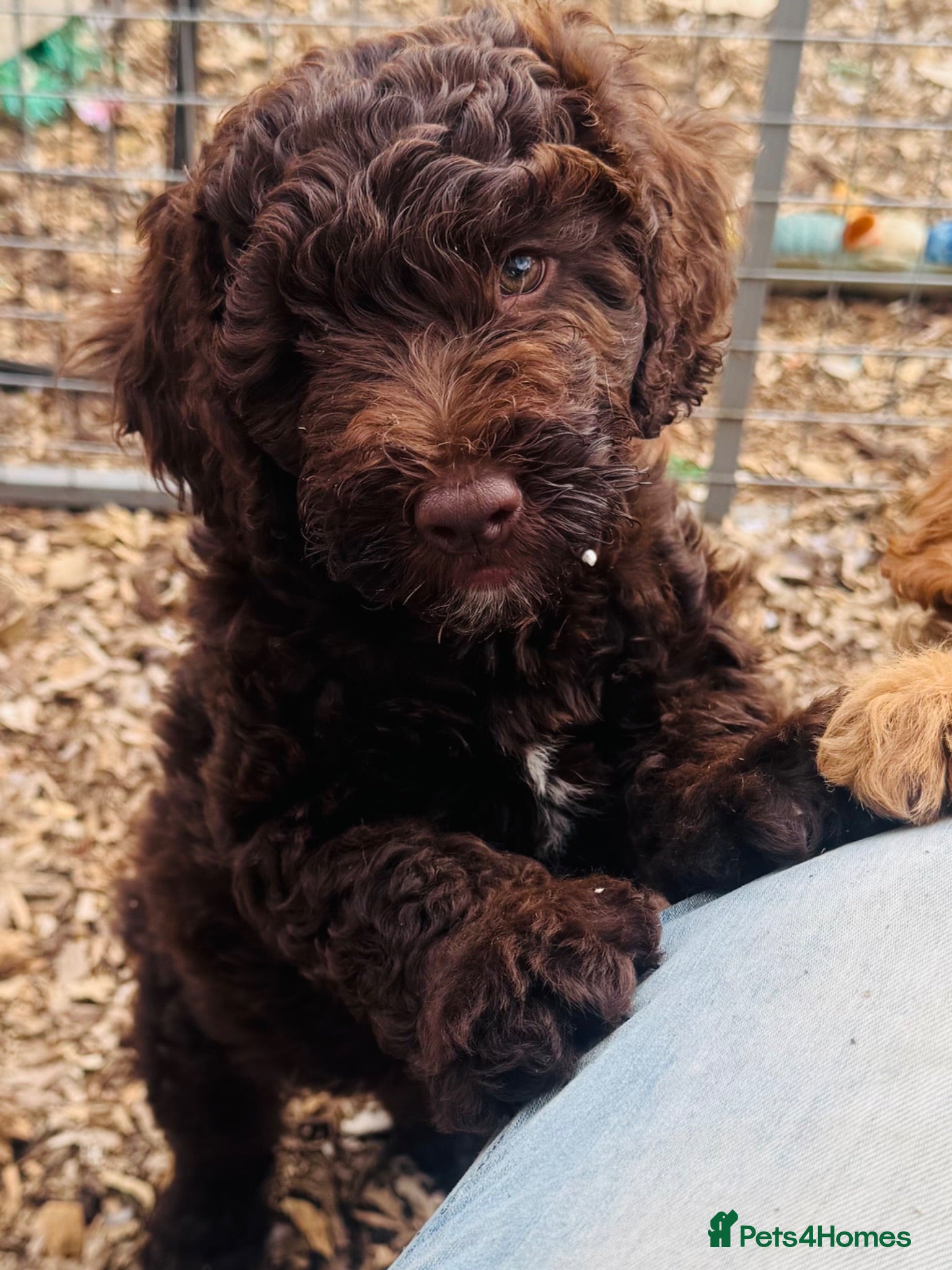 Cockapoo dogs for sale: Teddybears - Advert 1
