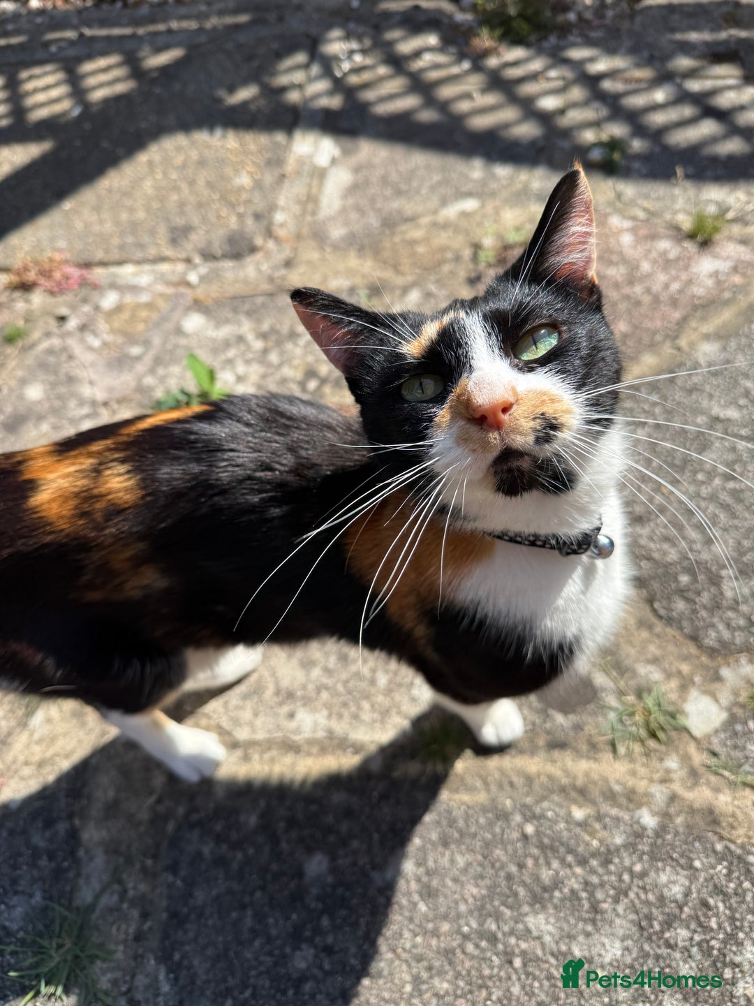 Domestic Shorthair cats for sale: A calico female cat  - Image 3