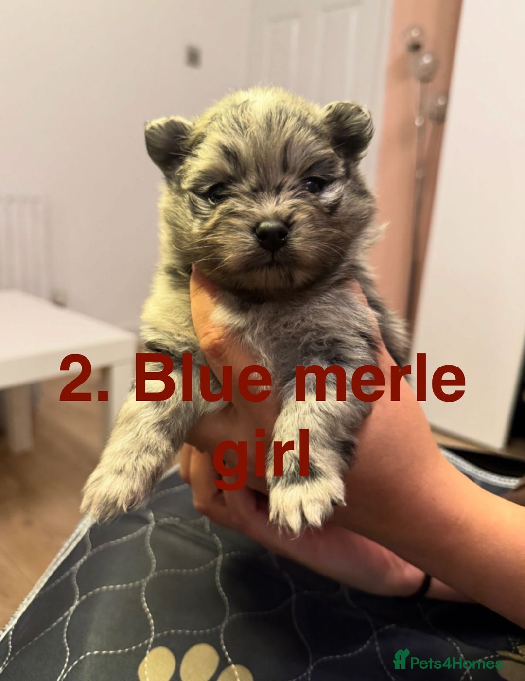 Pomeranian dogs for sale: Stunning Pomeranians  - Image 9