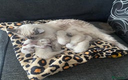 Ragdoll cats for sale: Great and happy rag doll kittens - Image 8