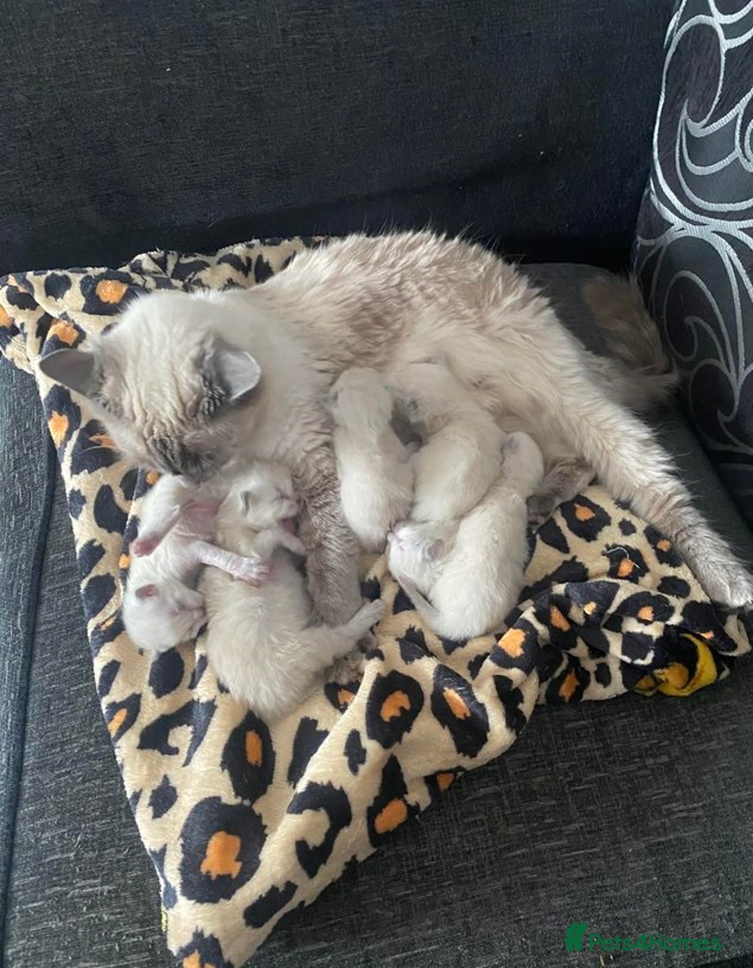 Ragdoll cats for sale: Great and happy rag doll kittens - Image 8