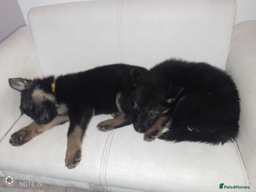 German Shepherd dogs for sale: Last female puppy - Advert 6