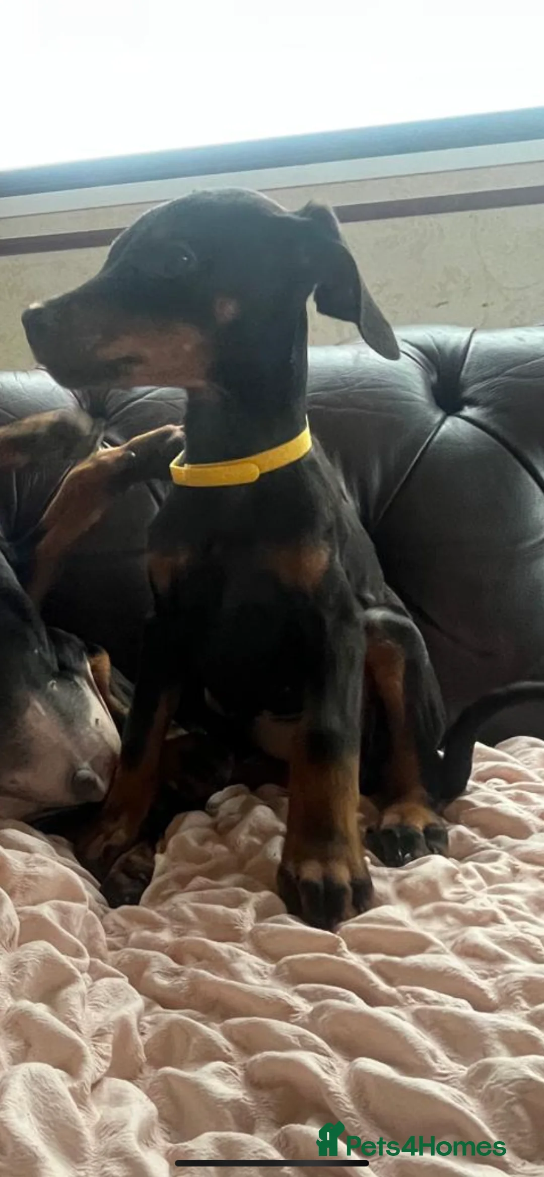 Dobermann dogs for sale: Doberman  - Advert 7