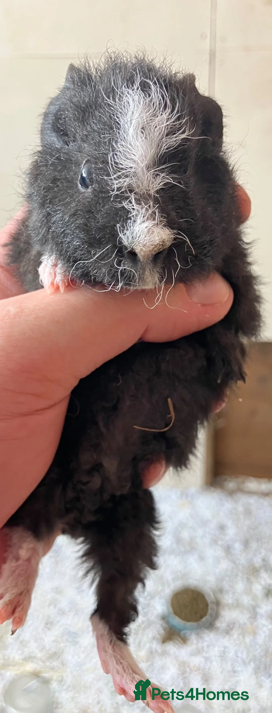 Guinea Pig rodents for sale: Pure bred Teddy boys/boars - Advert 2