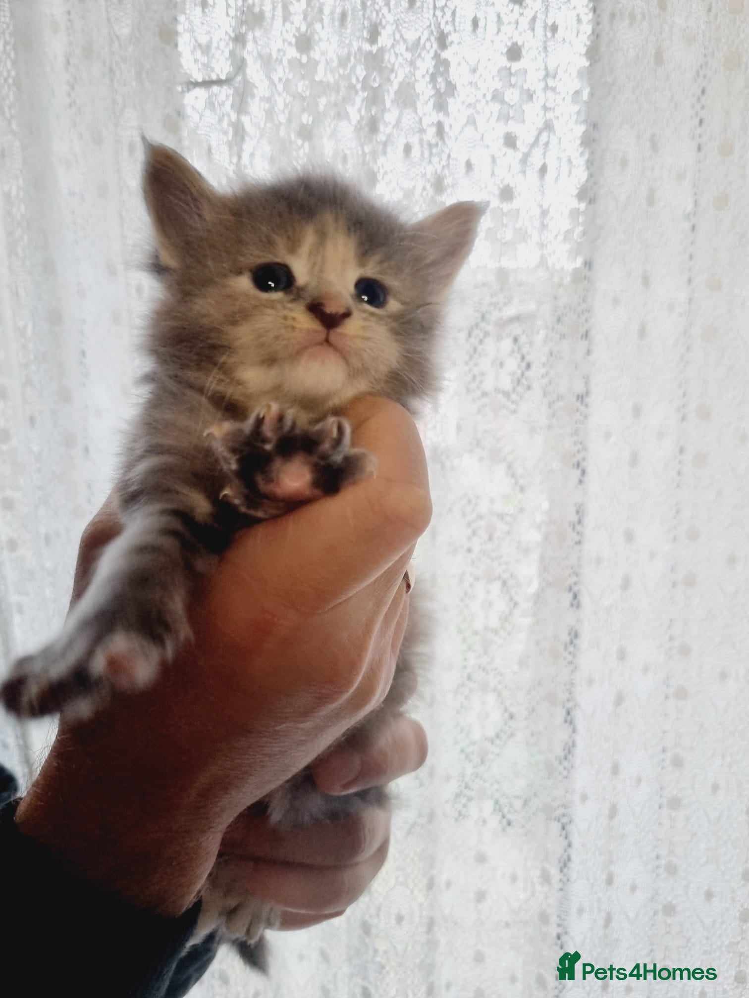 Maine Coon cats GCCF Regestered Maine Coon Kittens - Advert 2