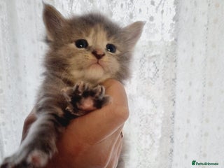 Maine Coon cats GCCF Regestered Maine Coon Kittens - Advert 2