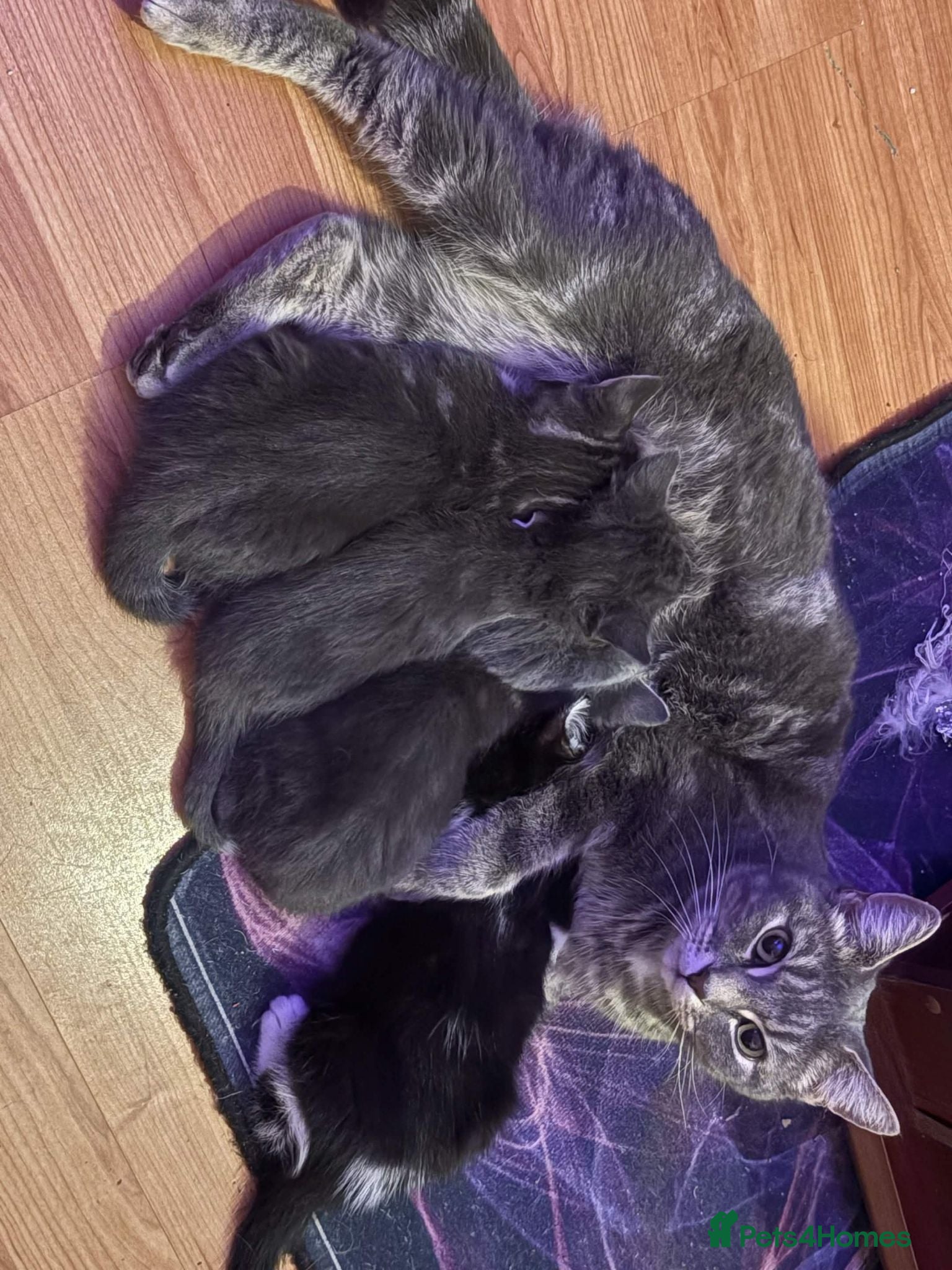 Mixed Breed cats Beautiful Kittens - Advert 6