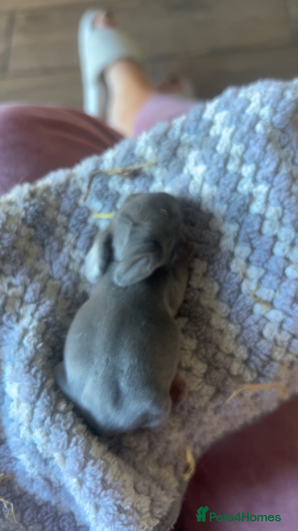 Mini Lop rabbits Beautiful French-mini lops - Advert 2