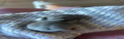 Mini Lop rabbits for sale: Beautiful French-mini lops - Advert 2