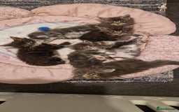 Maine Coon cats for sale: Last girl Tica Beautiful Maine Coon kittens  - Image 29