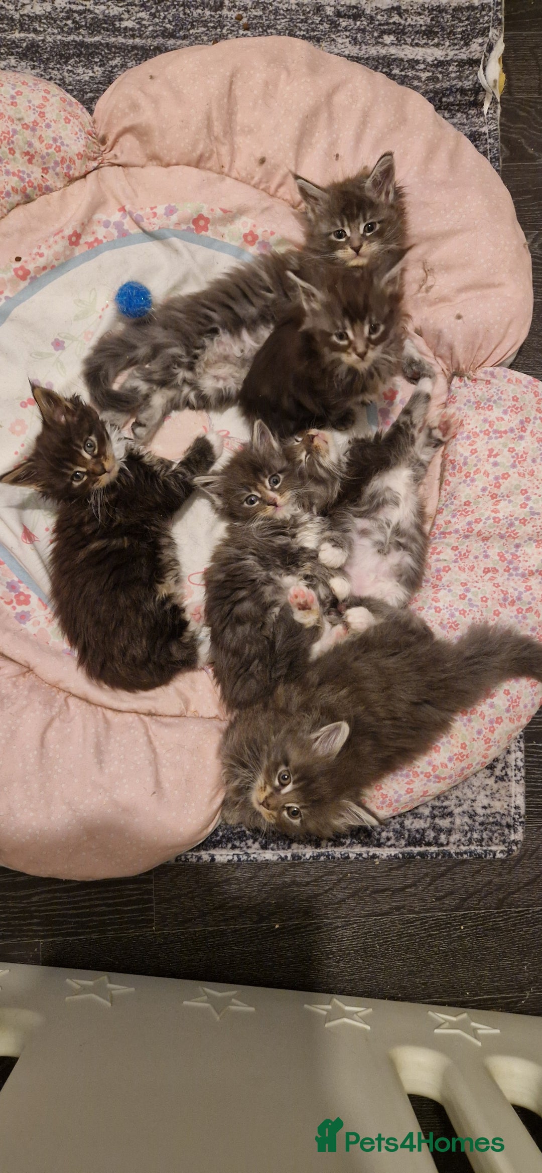 Maine Coon cats for sale: Last girl Tica Beautiful Maine Coon kittens  - Image 29