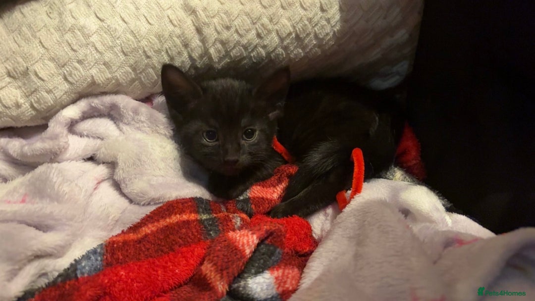 Domestic Shorthair cats for sale: 8 week old black kitten  - Advert 3