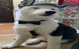 Siberian Husky dogs for stud: Stunning Blue eye Sibrian Husky for Stud  in Liverpool - Image 8