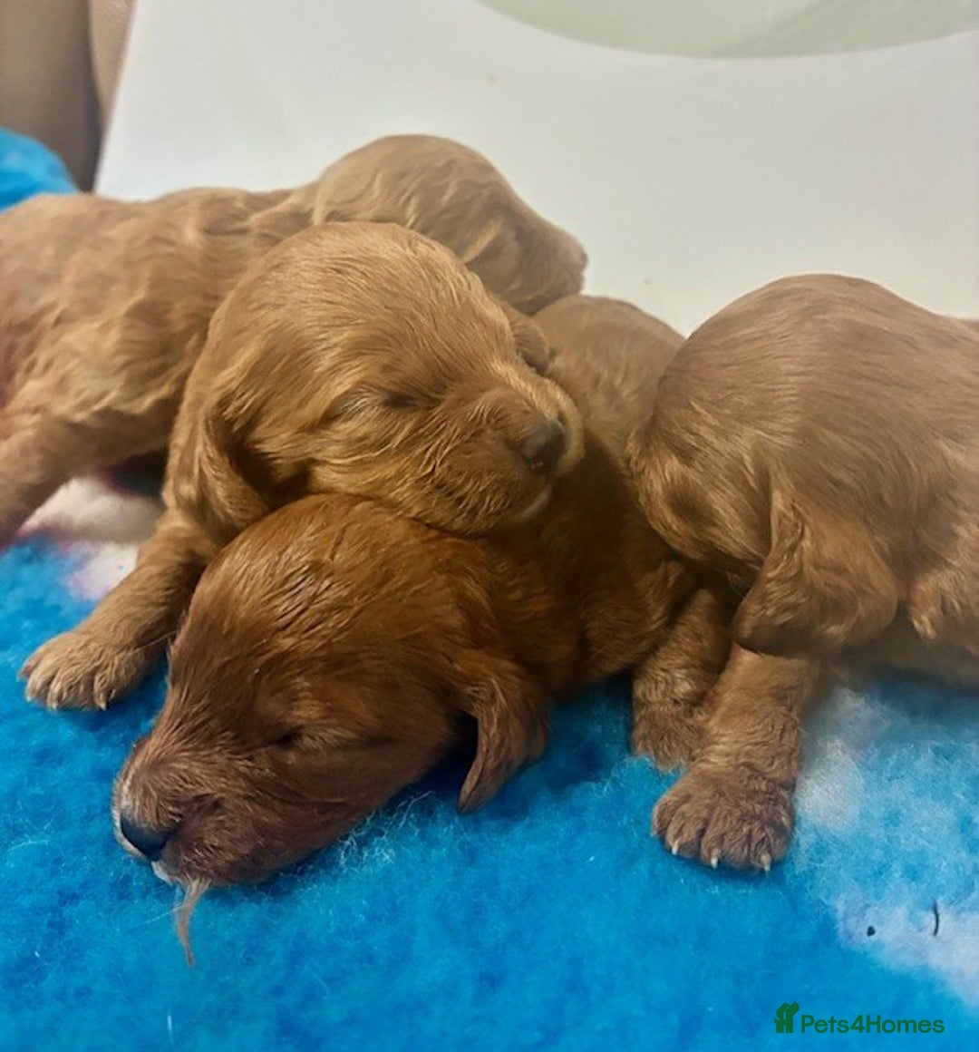 Cockapoo dogs for sale: 🌟 Beautiful F1 Cockapoo puppies 🌟 - Advert 10