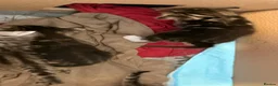 Bengal cats for sale: Stunning Bengal Kittens | TICA Bloodlines - Advert 9