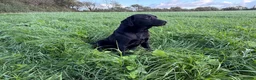 Labrador Retriever dogs for sale: Adult - KC Registered Black Labrador Retriever  - Advert 3