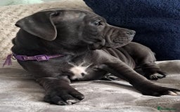 Staffordshire Bull Terrier dogs for sale: Kc registration Blue staffordshire bull terrier  - Image 5