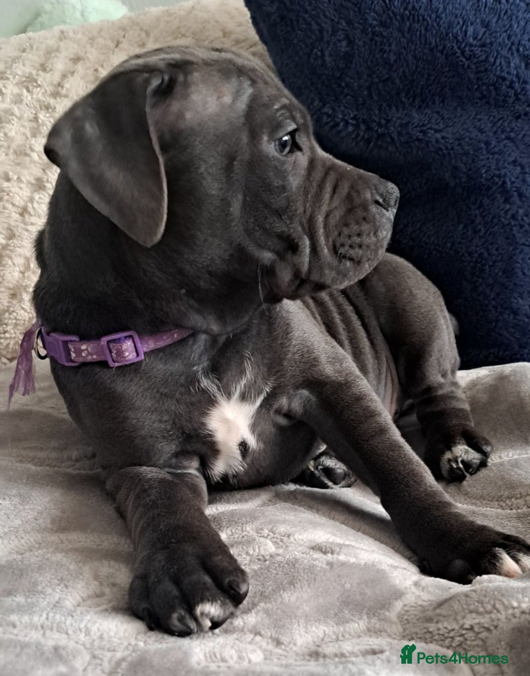 Staffordshire Bull Terrier dogs for sale: Kc registration Blue staffordshire bull terrier  - Image 5