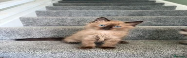 Albie