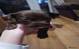 Mixed Breed dogs for sale: male spaniel x bully - Image 6