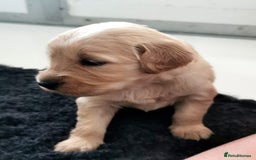 Golden Retriever dogs for sale: Golden Retriever puppies - Image 14