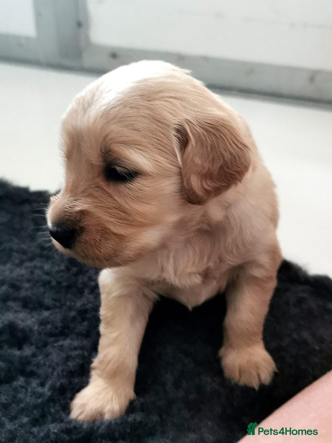Golden Retriever dogs for sale: Golden Retriever puppies - Image 14