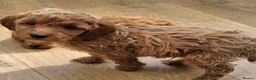 Cockapoo dogs for sale: ** BEAUTIFUL LITTER OF COCKAPOO PUPPIES ** - Advert 34