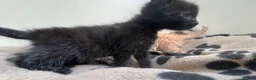 Mixed Breed cats for sale: Super friendly kittens used to dogs and children  - Advert 7