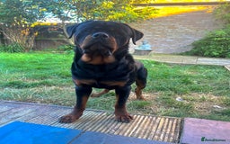 Rottweiler dogs for stud: Rottweiler for stud  - Image 3