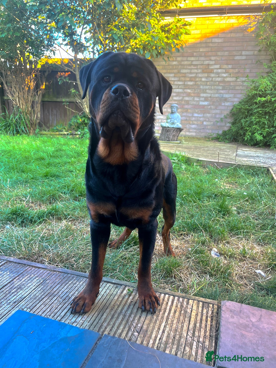 Rottweiler dogs for stud: Rottweiler for stud  - Image 3